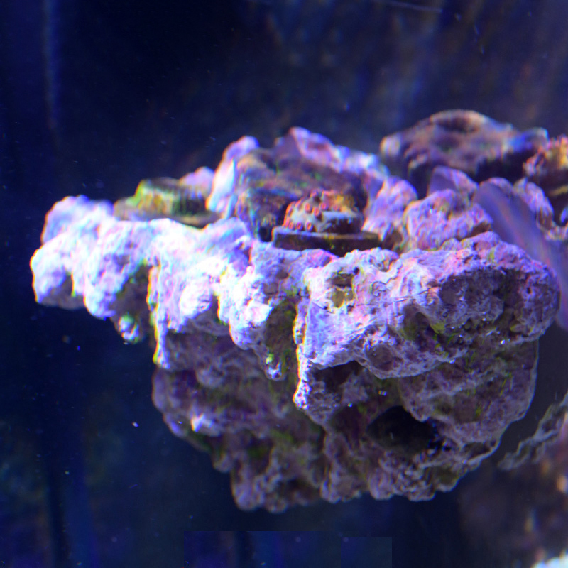 Vastocean Aquarium Magnetic Co - Aquarium Marine Rock 评论和价格